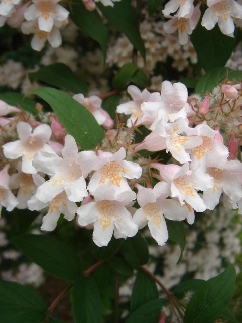 Kolkwitzia amabilis P1B